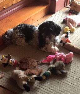 Maisie and Toys