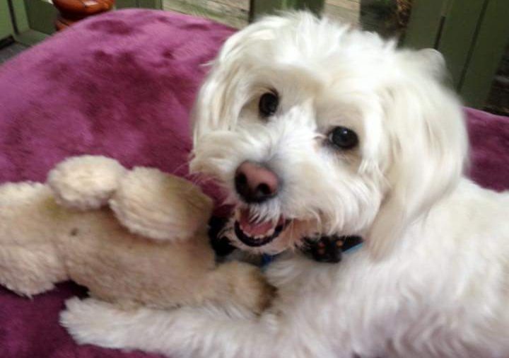 Hope Springs Eternal Dog Rescue, Rehoming & Retirement Inc. | Hope, Help,  Repeat