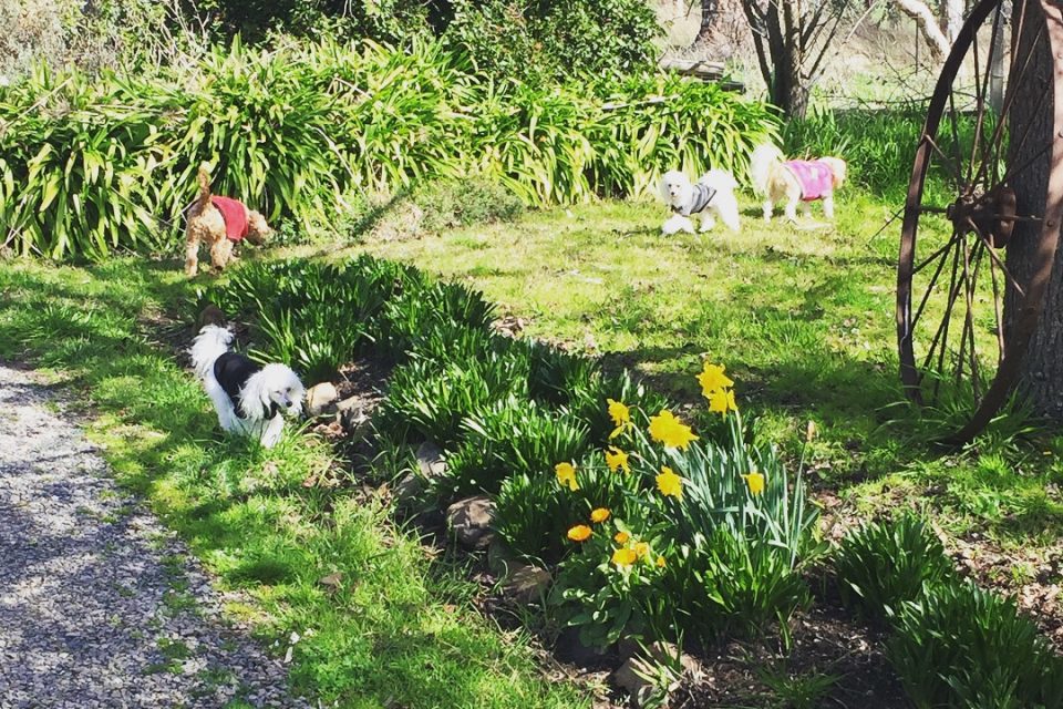 Hope Springs Eternal Dog Rescue, Rehoming & Retirement Inc. Hope