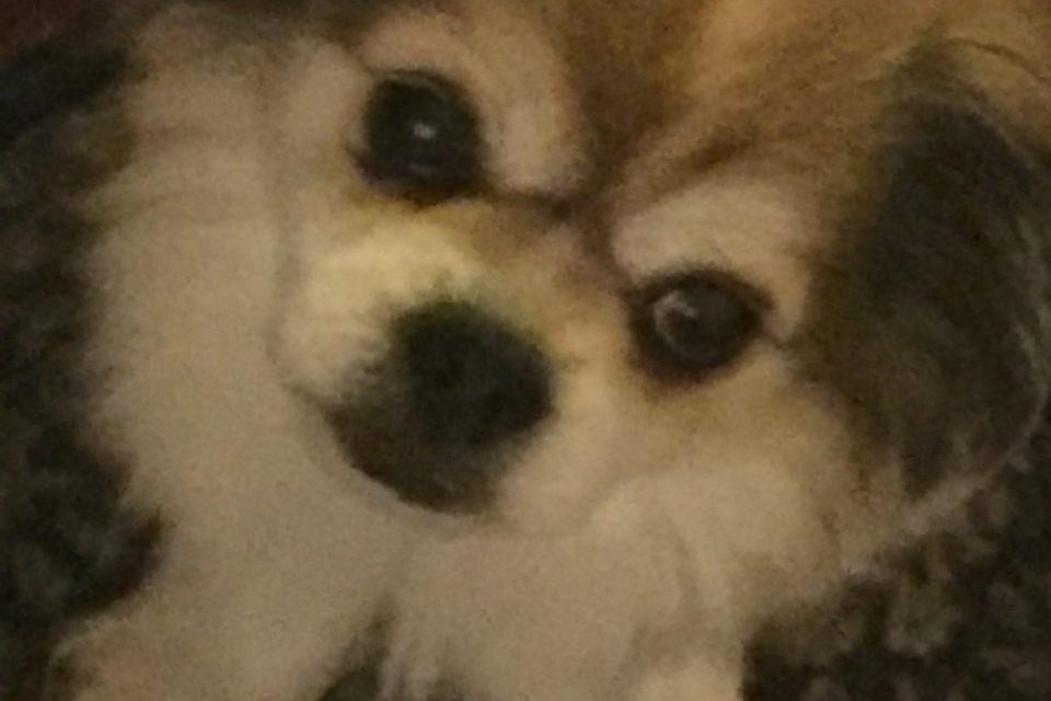 Hope Springs Eternal Dog Rescue, Rehoming & Retirement Inc. Hope