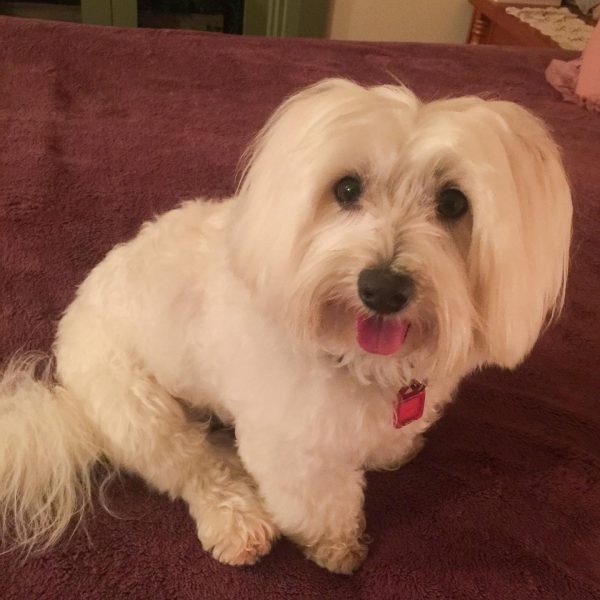 Hope Springs Eternal Dog Rescue, Rehoming & Retirement Inc.